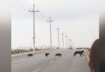 Familia de osos detienen el tráfico para cruzar carretera de Coahuila