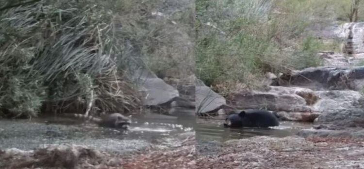 Oso y mapache quitándose el calor en las aguas de la sierra de Arteaga