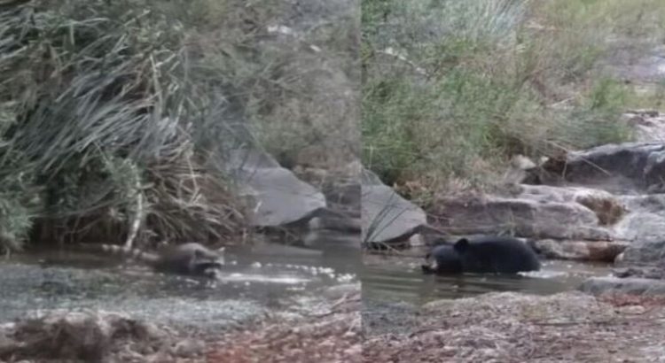 Oso y mapache quitándose el calor en las aguas de la sierra de Arteaga