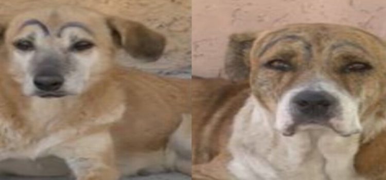 Perros con cejas pintadas en Torreón