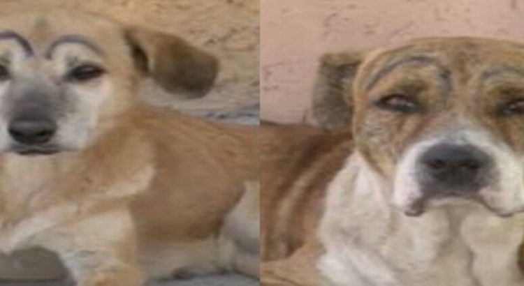 Perros con cejas pintadas en Torreón