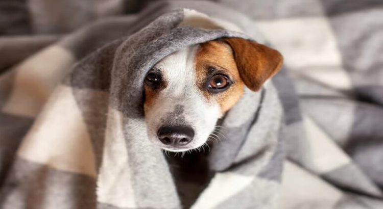 No olvides proteger a tu mascota de las bajas temperaturas
