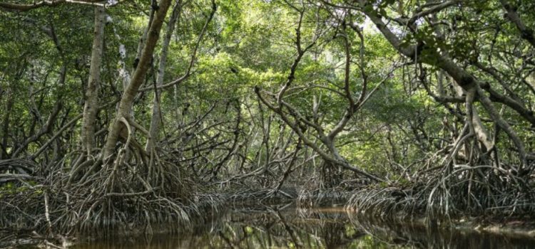 Google y WWF crean proyecto que favorecerá manglares en Yucatán y Nararit