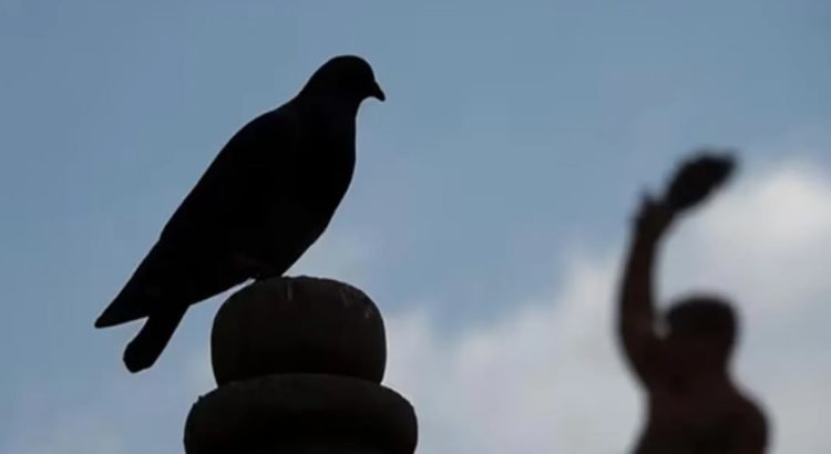 Libera el Gobierno indio a paloma acusada de «espionaje» Libera el Gobierno indio a paloma acusada de «espionaje»