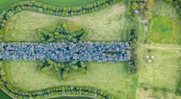 Creó un bosque con forma de guitarra en memoria de su esposa Creó un bosque con forma de guitarra en memoria de su esposa