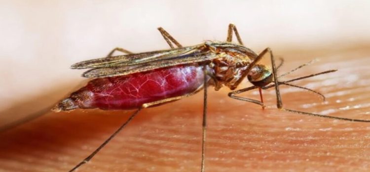 Se confirma el primer caso de malaria en migrante venezolana