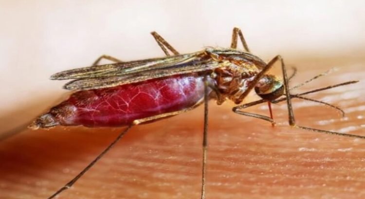 Se confirma el primer caso de malaria en migrante venezolana Se confirma el primer caso de malaria en migrante venezolana