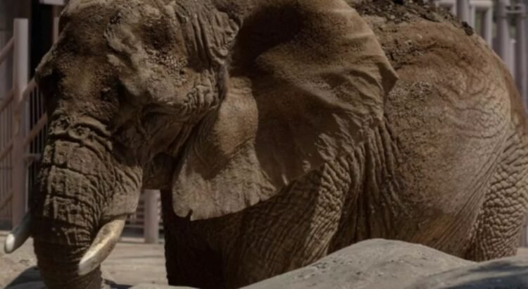 Un elefante en la sala… Un elefante en la sala…