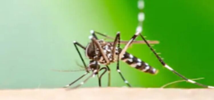 Van aumentando los casos de dengue, chikungunya y Zika, advierte IMSS Coahuila