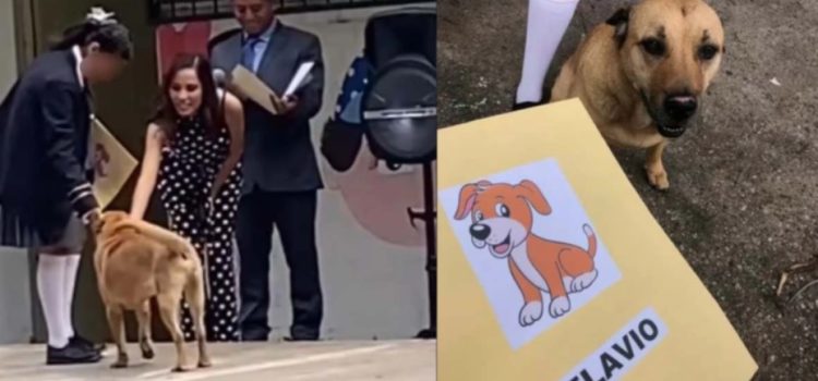 Flavio, el perrito callejero que se graduó y conquistó TikTok