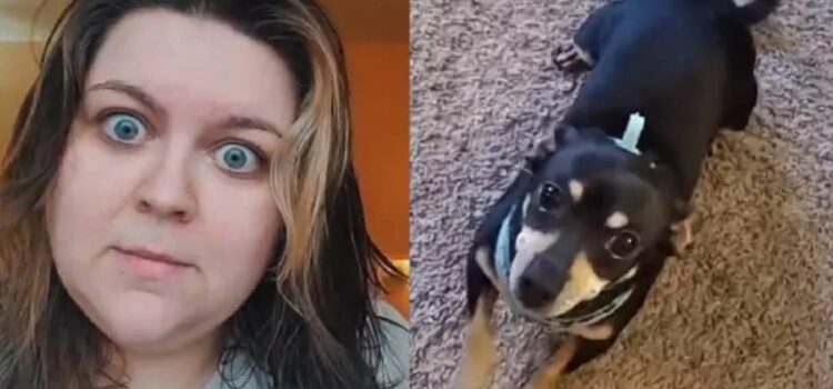 [VIDEO] Un perro que «habla» español: la curiosa historia de Kalee McGee y su chihuahua Max