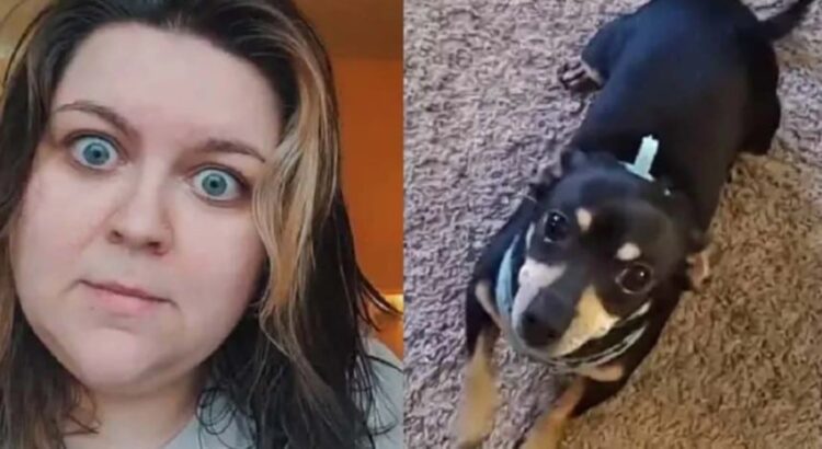 [VIDEO] Un perro que «habla» español: la curiosa historia de Kalee McGee y su chihuahua Max