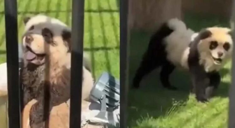 Zoológico dio a sus visitantes «perro por panda»