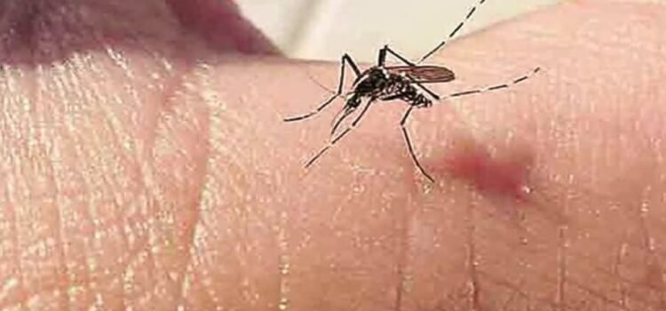 Una mujer enferma de dengue dio a luz en Coahuila