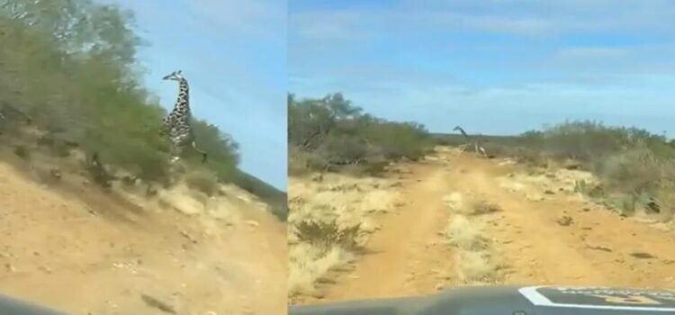 Son captada unas jirafas corriendo en brechas de Coahuila