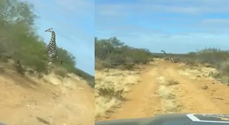 Son captada unas jirafas corriendo en brechas de Coahuila Son captada unas jirafas corriendo en brechas de Coahuila