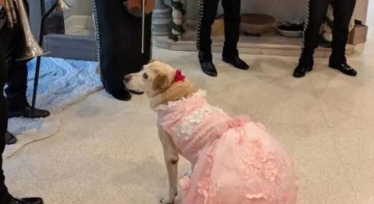 La quinceañera más bonita