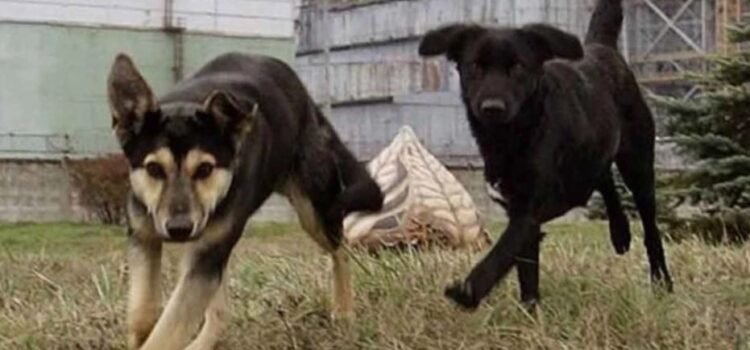 Los perros de Chernóbil: una mutación les ha conferido «superpoderes»