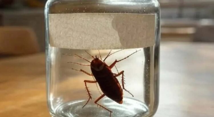 ¿Ardido o despechado?, ponle el nombre de tu ex a una cucaracha
