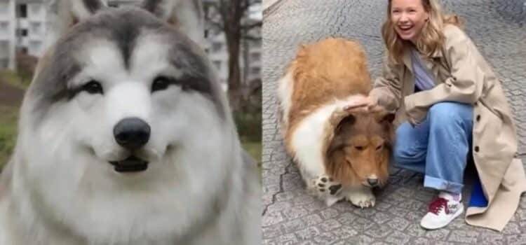 Zoologico ofrece a usuarios experimentar una «vida de perro»