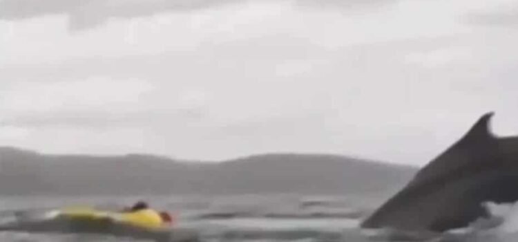 Se lo tragó una ballena … y sobrevivió para contarlo