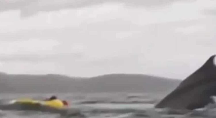 Se lo tragó una ballena … y sobrevivió para contarlo