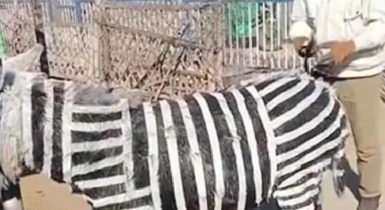 Zoológico dio a sus visitantes burro por cebra