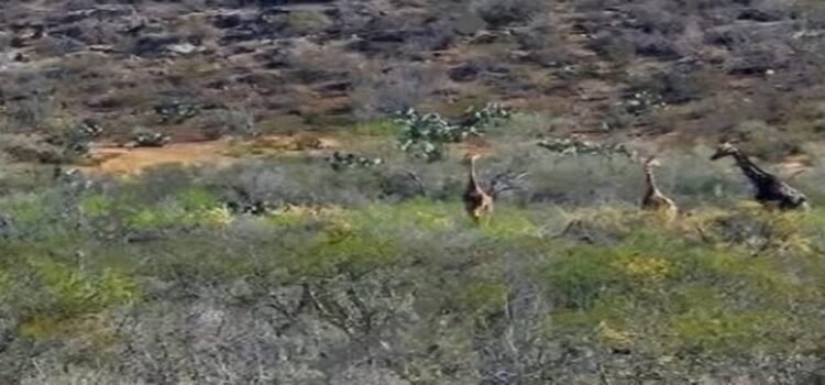 Reportan de nuevo jirafas en Coahuila