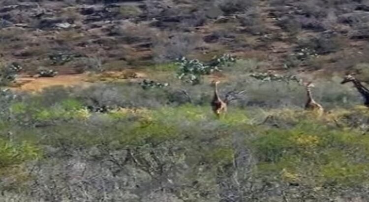 Reportan de nuevo jirafas en Coahuila