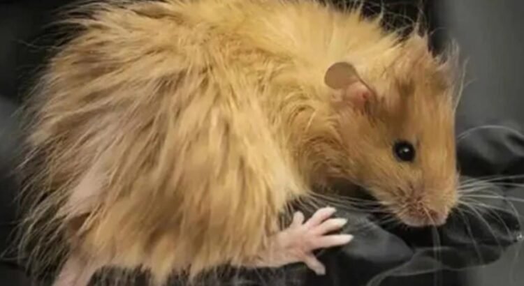 “Crean” ratones lanudos a partir de ADN de mamuts