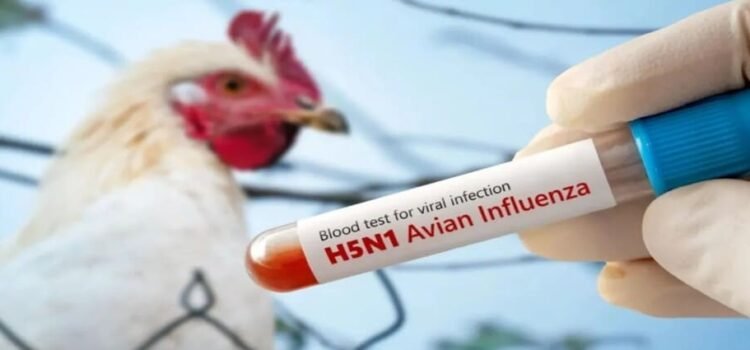 Una niña de 3 años pierde la vida contagiada con influenza aviar H5N1 en Coahuila