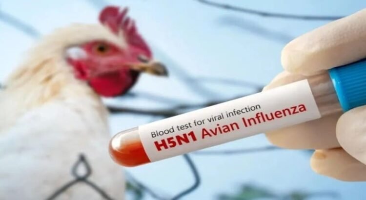 Una niña de 3 años pierde la vida contagiada con influenza aviar H5N1 en Coahuila Una niña de 3 años pierde la vida contagiada con influenza aviar H5N1 en Coahuila