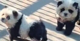 Zoológico da a los visitantes perro por panda