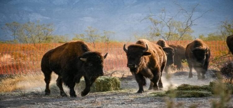 Se liberan 44 ejemplares de bisontes en la reserva El Santuario