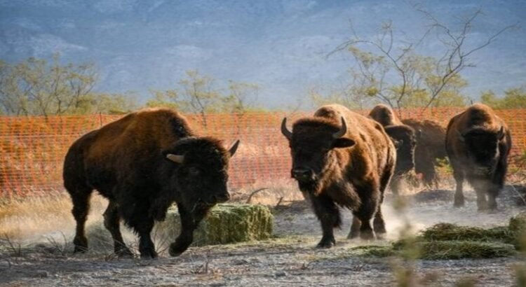 Se liberan 44 ejemplares de bisontes en la reserva El Santuario