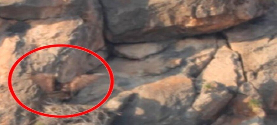 Encuentran nuevo territorio de anidación del águila real en el estado de Coahuila